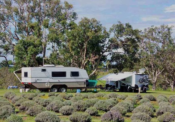 Aloomba-Lavender-Camping-Caravan-Site.jpg