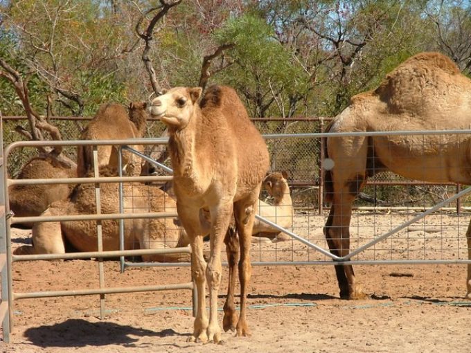 Broome-Camel-Safaris-Baby-Camel.jpg