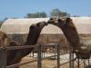 Broome-Camel-Safaris-Kissing-Camel.jpg