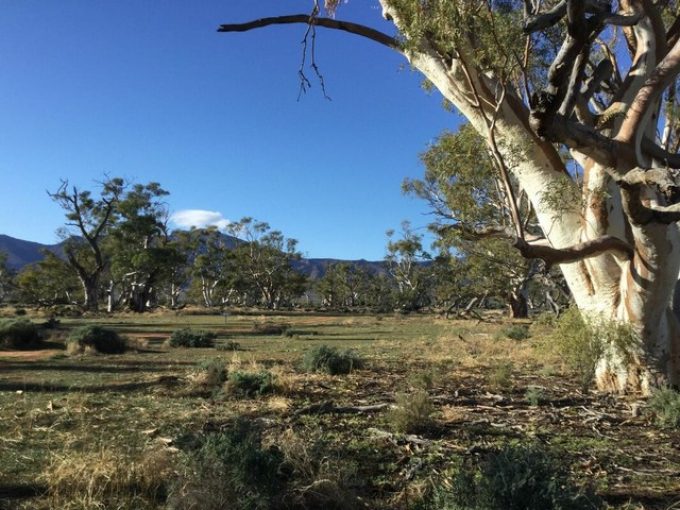 Edeowie-Station-Bush-Site