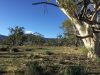Edeowie-Station-Bush-Site