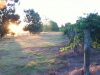 Jarvis_Estate_Winery_and_Nature_Based_Camping-Southern-Camp-Area