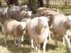 Our-friendly-Wiltipoll-sheep.jpg