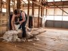 Outback-Pioneers-Tours-Experiences-Shearing-demostration-at-Nogo-Station.jpg