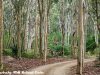 Spotted-Gums-at-Brou-Lake-campground-Eurobodalla-National-Park.jpg