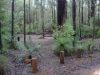 Tonys-Bend-Campground-Lane-Poole-Reserve-Site.jpg