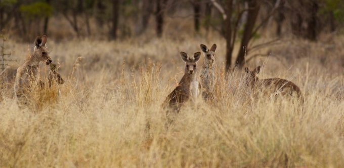 kangaroos-at-begonia.jpg