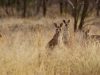 kangaroos-at-begonia.jpg