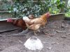 waratah-eco-farm-chickens.jpg