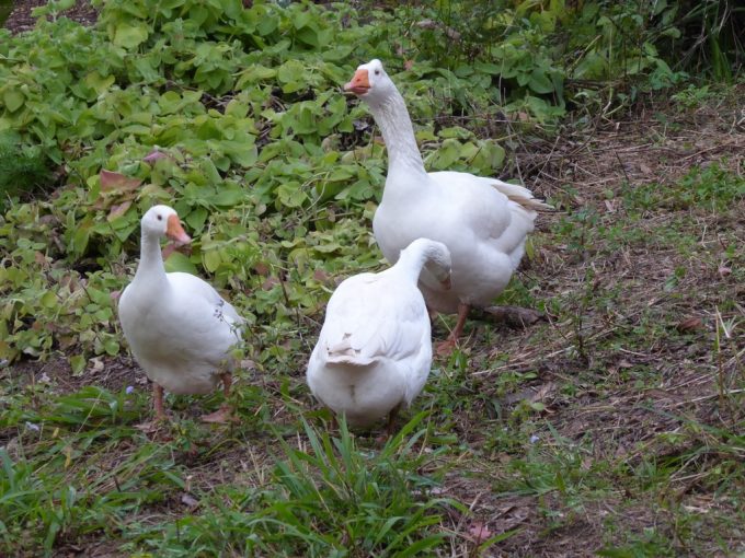 waratah-eco-farm-geese.jpg